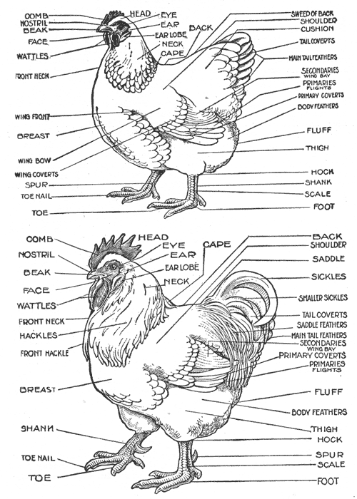 chickenparts