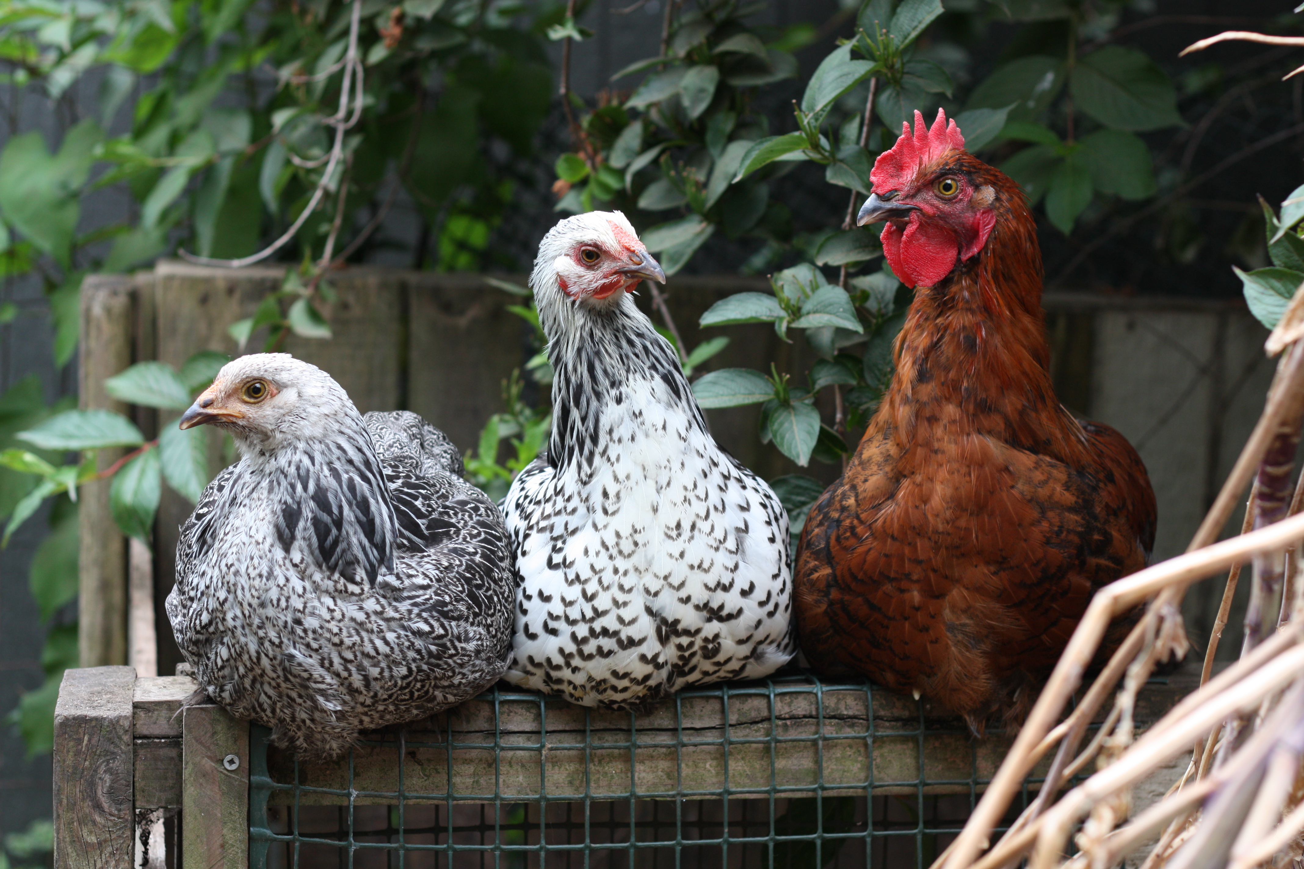 Baby Robs A Chicken Baby Chickens now 4 Months | Sustainable Scientist
