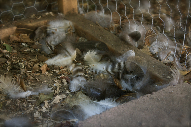 Feather chicken moult
