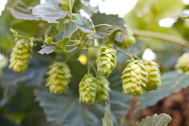 IMG_6843 Hops at the pub