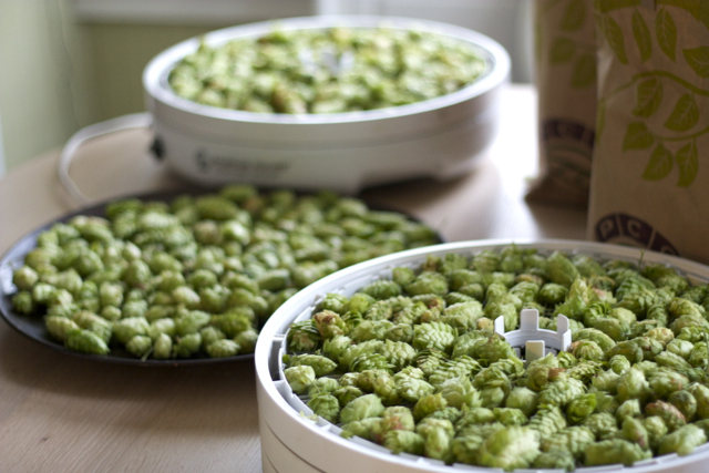 IMG_6867 Dehydrating hops for beer