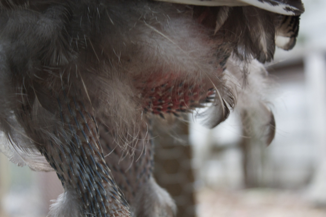 Chicken molt pin feathers
