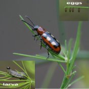 Asparagus beetle