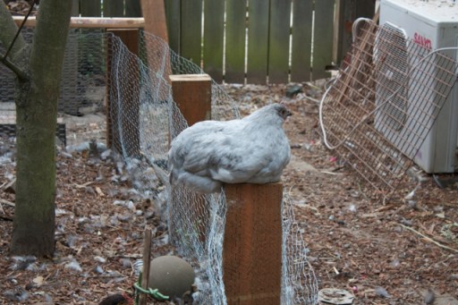 George the Gentle Giant Lavender Orpington
