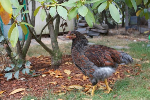 Rooroo, the bug catcher