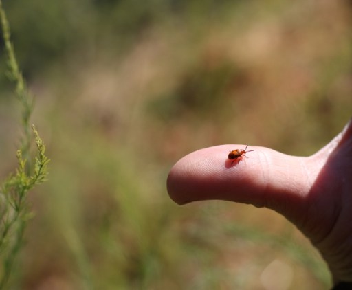 Spotted Asparagus Beetle duodecimimpunctata