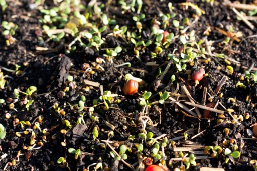 Cover crops sprouting
