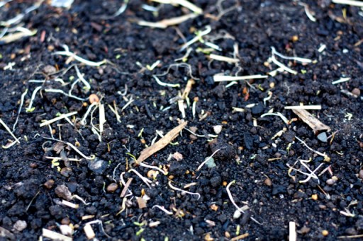 Clover sprouts pulled out by birds