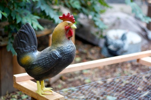 Plastic rooster in chicken yard