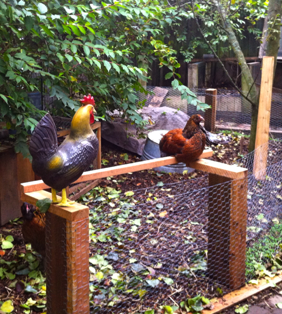 Little Sister roosting on the chicken food fence
