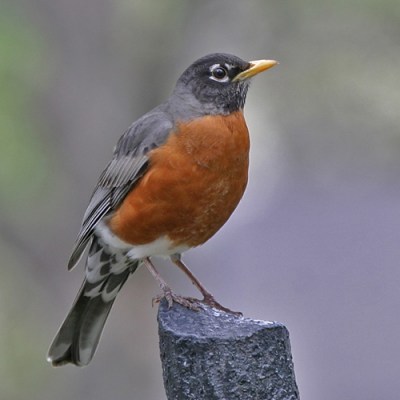 American Robin