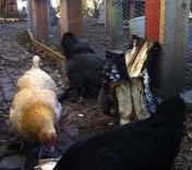 Chickens 'helping' split wood (aka eating bugs and wood chips)
