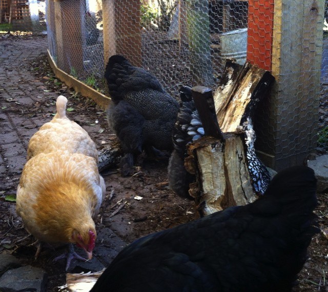 Chickens 'helping' split wood (aka eating bugs and wood chips)