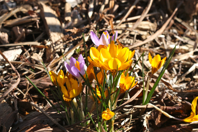 Crocuses! (Croci?)
