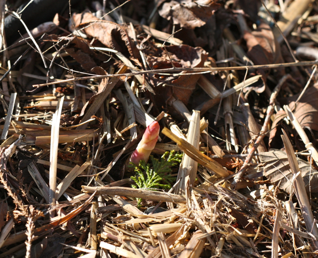 The first asparagus shoot...see it?