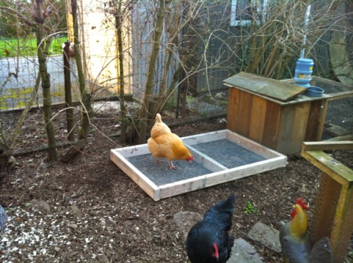 The Golden Chicken exploring the grazing frame