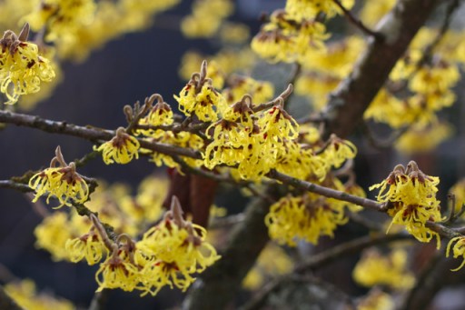 Fragrant, Brilliant, Blooming Witch Hazel