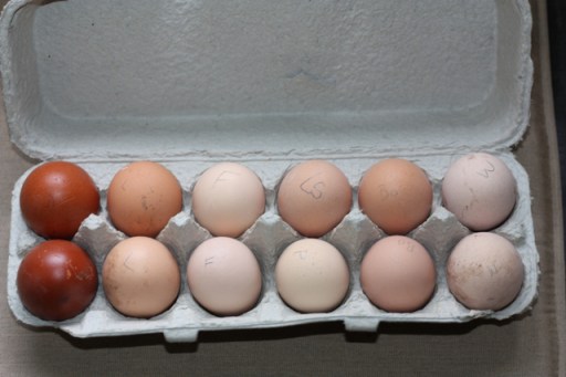 The dozen fertile eggs from The Bradley Farm