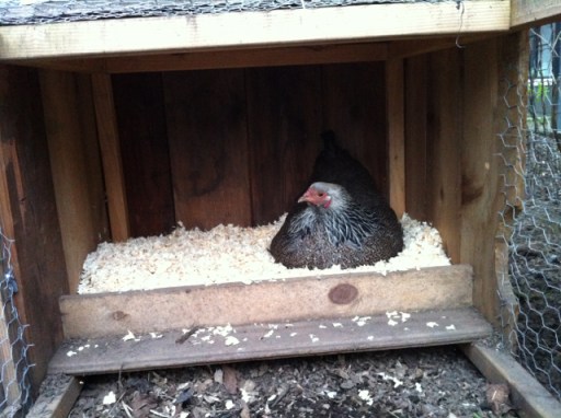 Calamity Jane is broody again