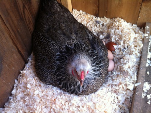 Calamity Jane missing a few eggs