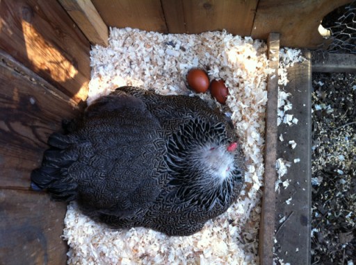 The rejected Marans eggs