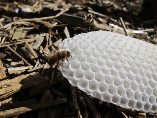 Italian honey bee on new piece of comb