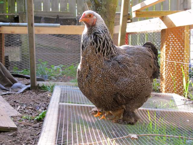 I like how the one chick is standing on her toes to get closer to momma's skin!