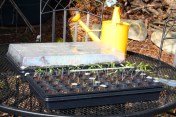 Watering tray cells