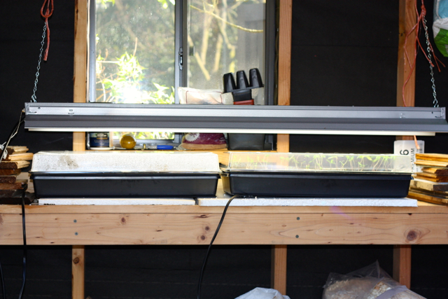 Seed starting set up in the shed