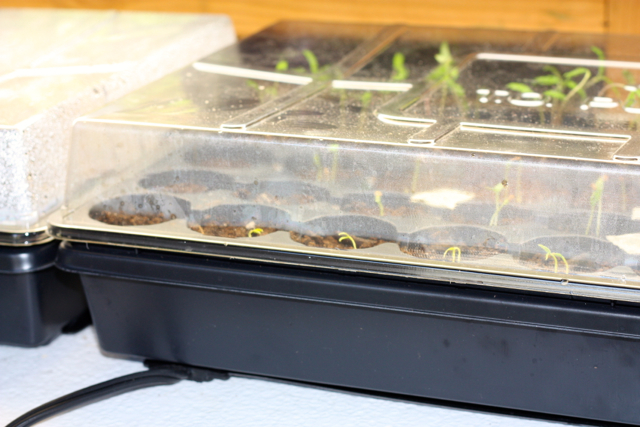 Starting seeds like a pro