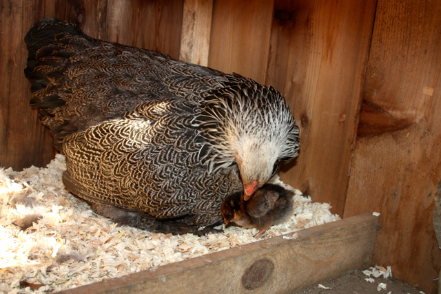 Momma snuggles her first hatchling of 2013