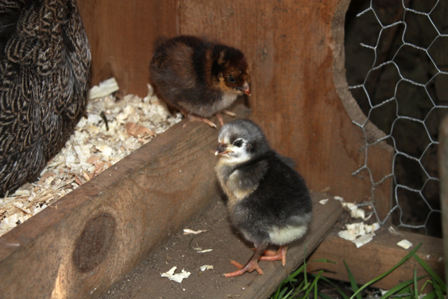 (Presumed) blue orpington (front) and blue-laced red wyandotte (back) chicks