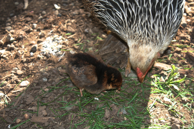 "This is how to eat cut grass"