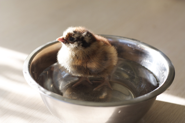 Sweetpea Fluffy II softening her stool