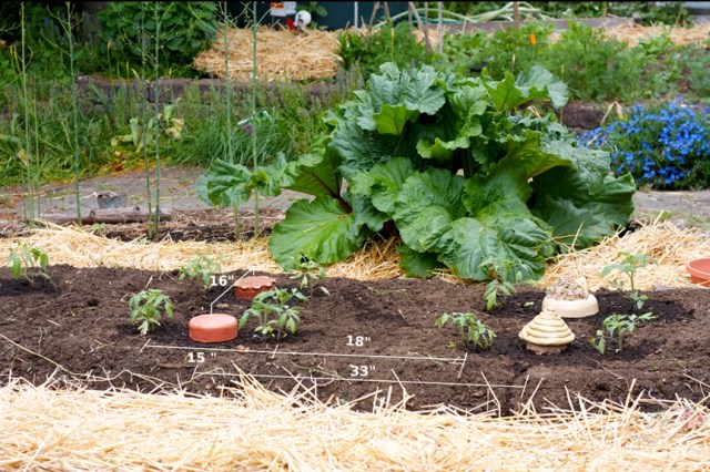 Spacing tomatoes and ollas in raised beds
