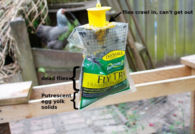 Rescue Fly Trap in Action