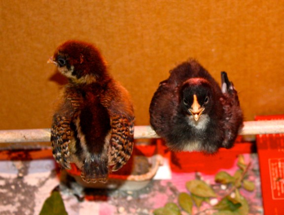 Greta and Rocky as week-old chicks in our first broody box