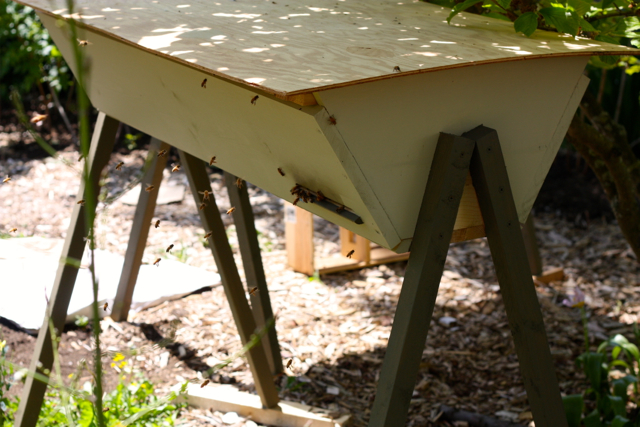 Mid-day activity at the top bar hive entrance