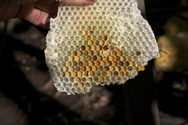 Pollen and honey in this broken comb