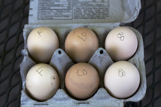 Fertile eggs for the Sympathy Brooder
