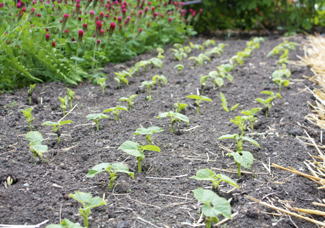 Regular watering until germination leads to fast-emerging, healthy seedlings