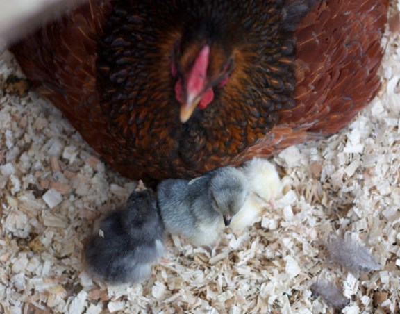 Blue, Lavender, and Salmon Chicks hatched to Little Sister on May 26 2013
