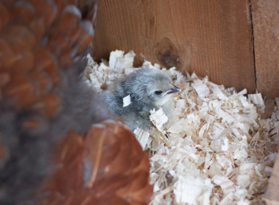 Lavender Orpington Chick