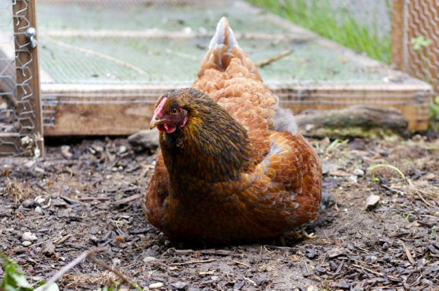 Can you see their little legs as she shifts to get up?