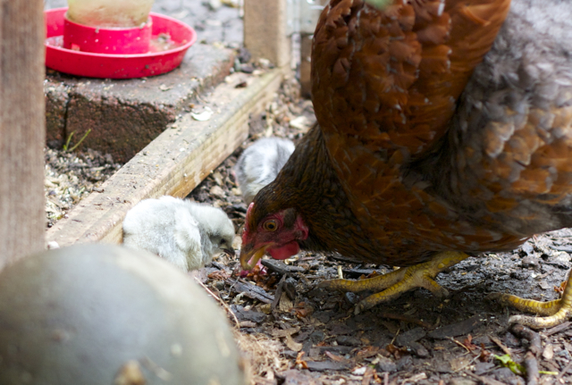 Here, little Lavender, try this...