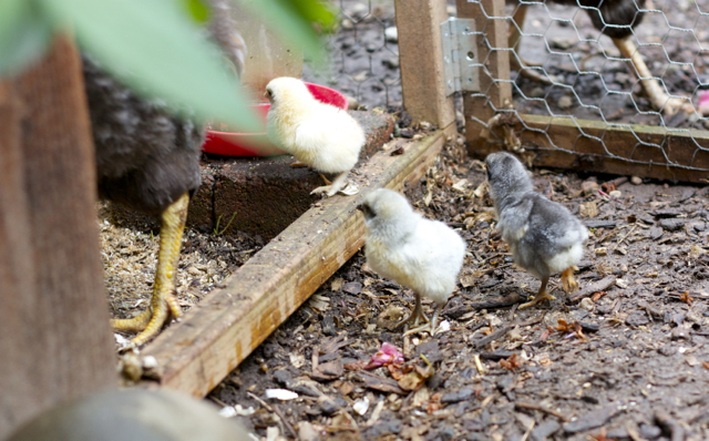 Everyone back to the nest!