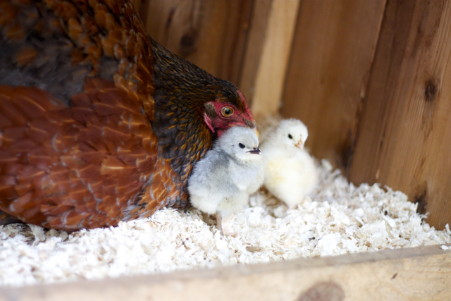 Little Lavender and Salmon with their Mom