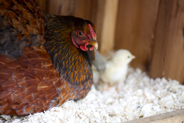 Little Sister the Cautious Hen