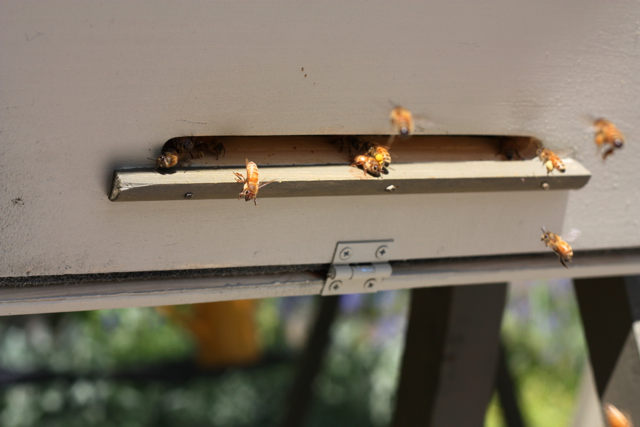 Incoming!  Check for orange and yellow pollen in the hind leg pouches