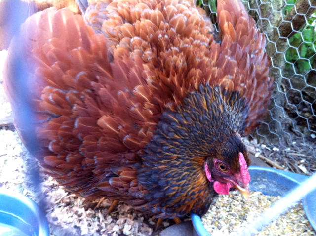 Little sister defending the food and water in her broody box from the curious hens outside